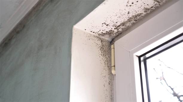 Best Residential Mold Removal  in Midwest City, OK