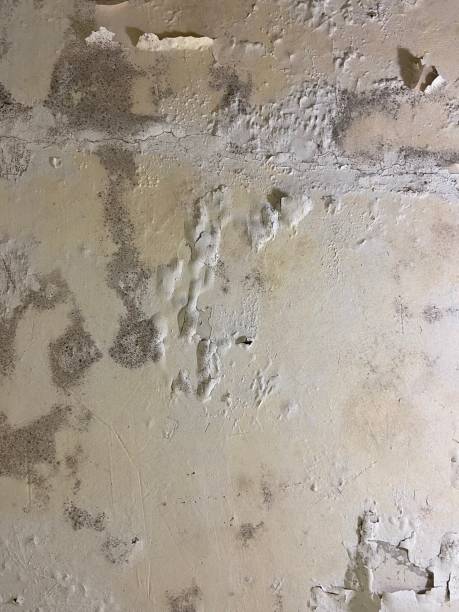 Best Mold Damage Repair  in Midwest City, OK