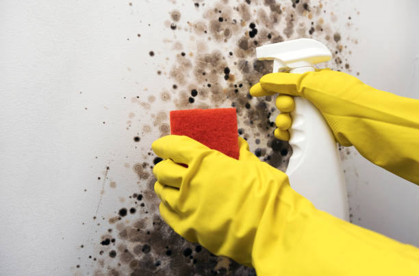 Best Office Mold Removal Services  in Midwest City, OK