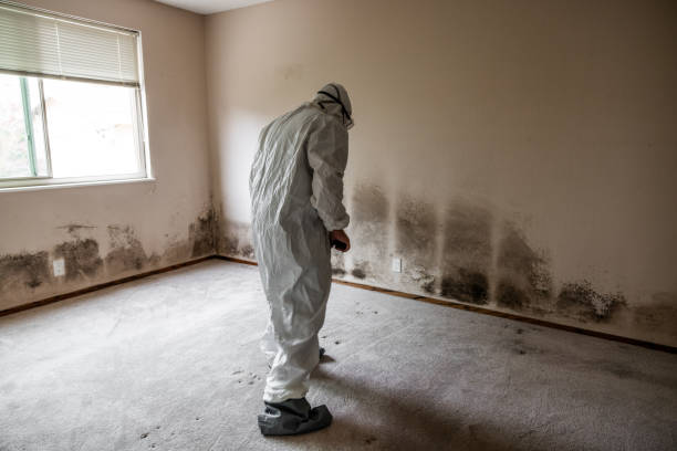 Best Home Mold Removal  in Midwest City, OK