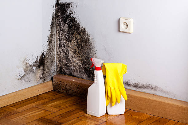 Best Black Mold Removal  in Midwest City, OK