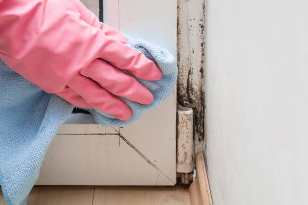 Best Mold Removal and Inspection  in Midwest City, OK