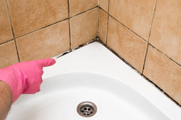 Best Mold Damage Repair  in Midwest City, OK